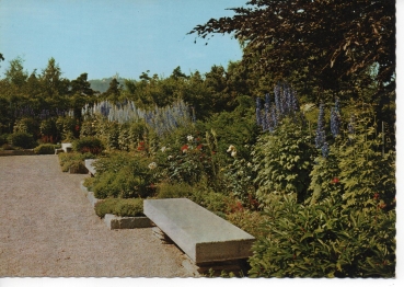 Ansichtskarte Botanischer Garten der Stadt Linz/D. - Blühender Rittersporn im Schmuckgarten